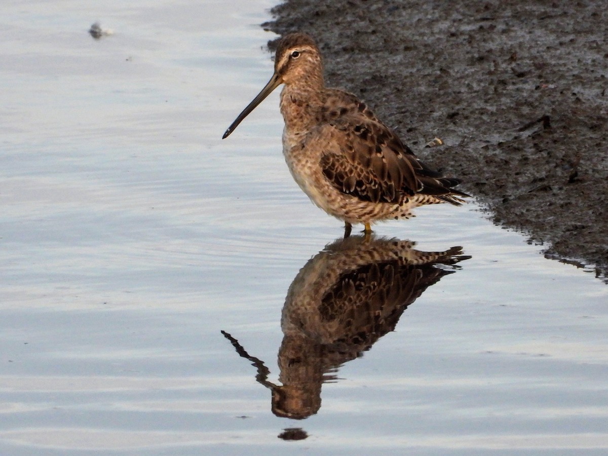 Long-billed Dowitcher - ML616769652