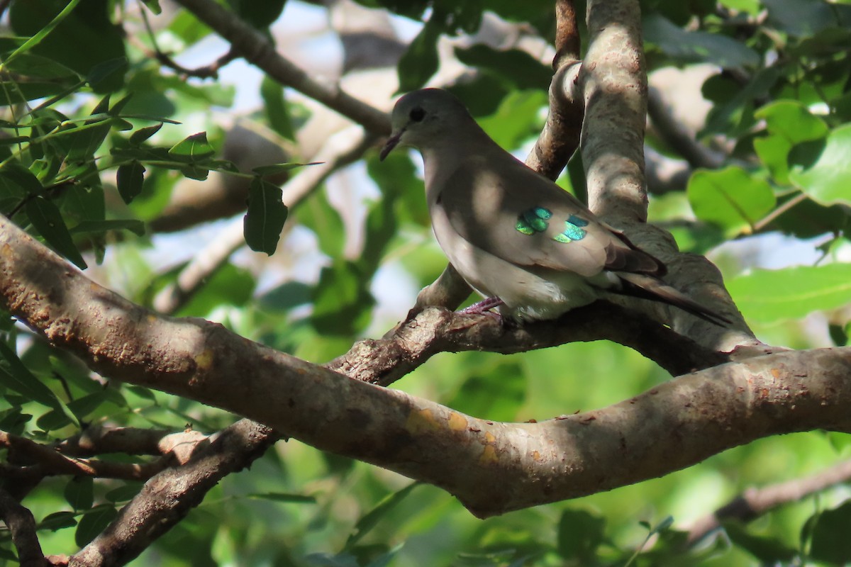 Emerald-spotted Wood-Dove - ML616769956