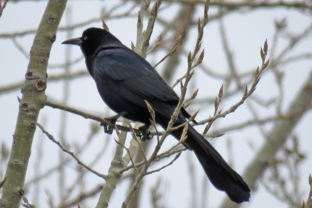Great-tailed Grackle - ML616769994