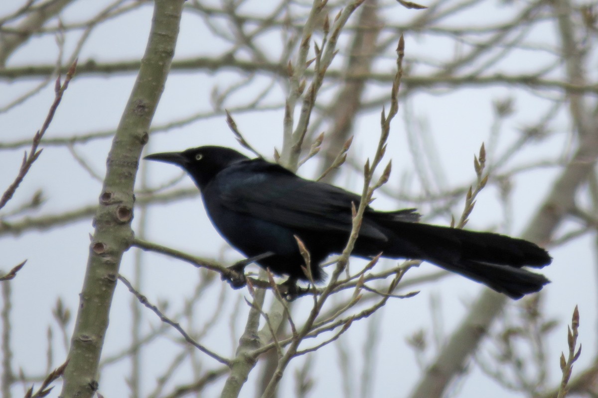 Great-tailed Grackle - ML616769995