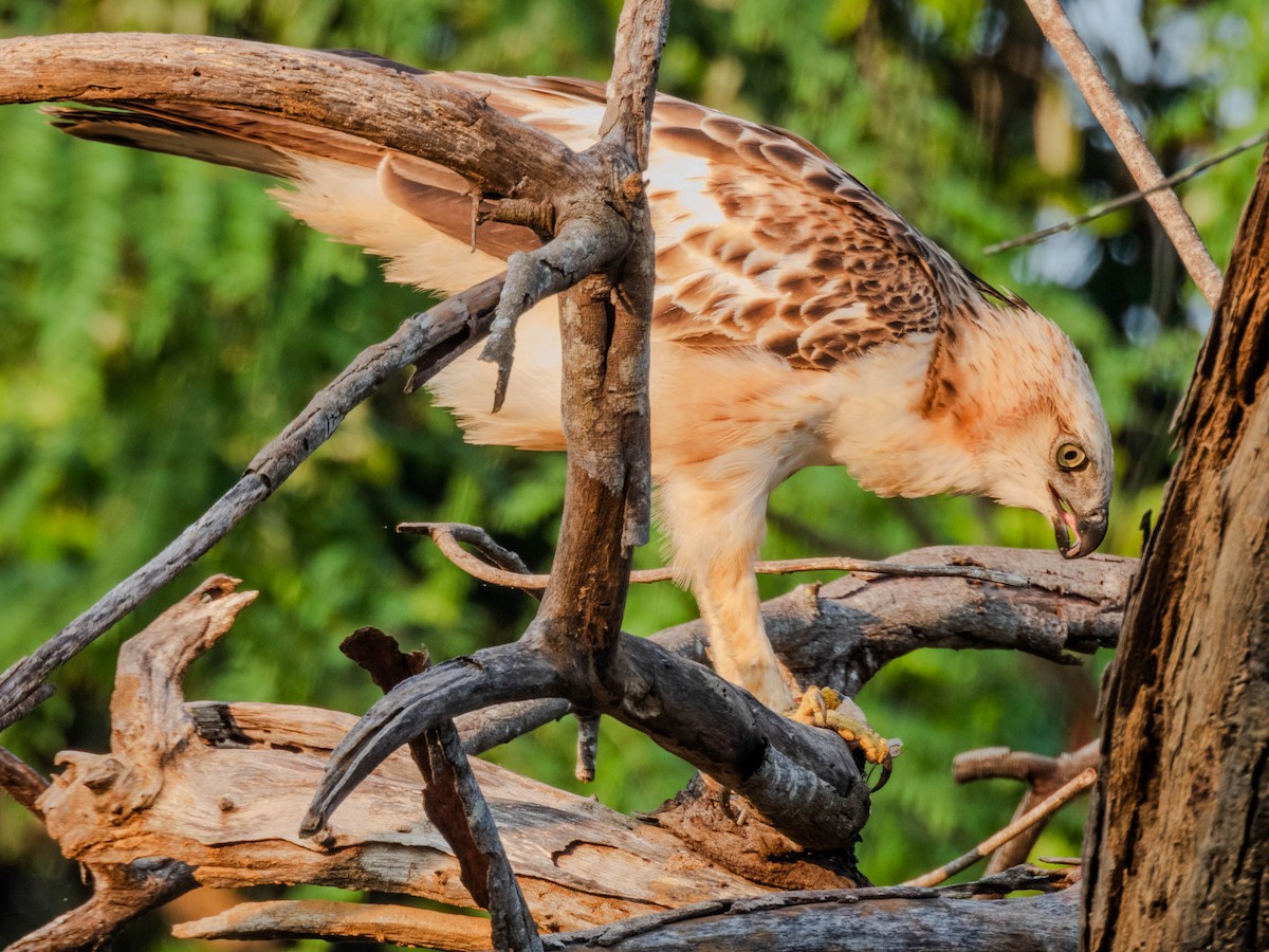 Changeable Hawk-Eagle (Crested) - Deepa Wimalasena
