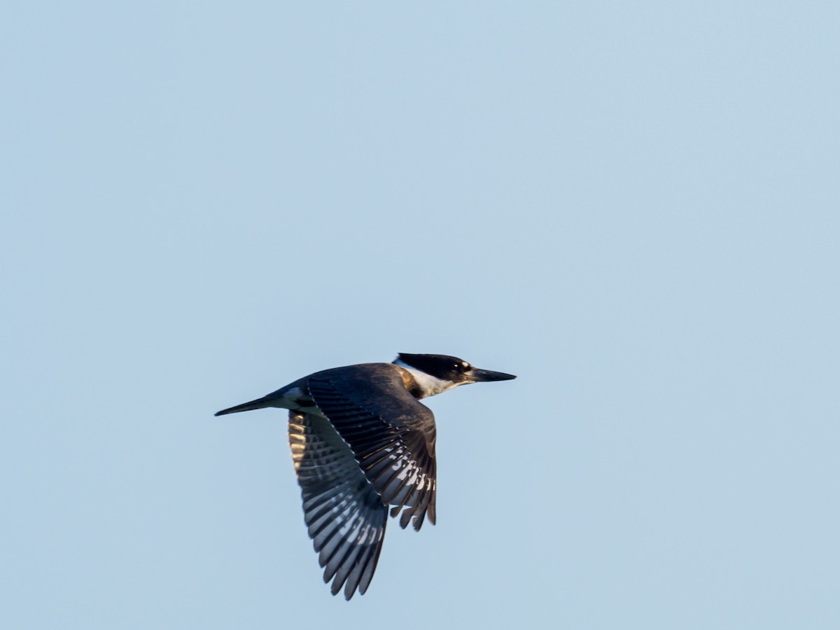 Belted Kingfisher - Darrell Lawson