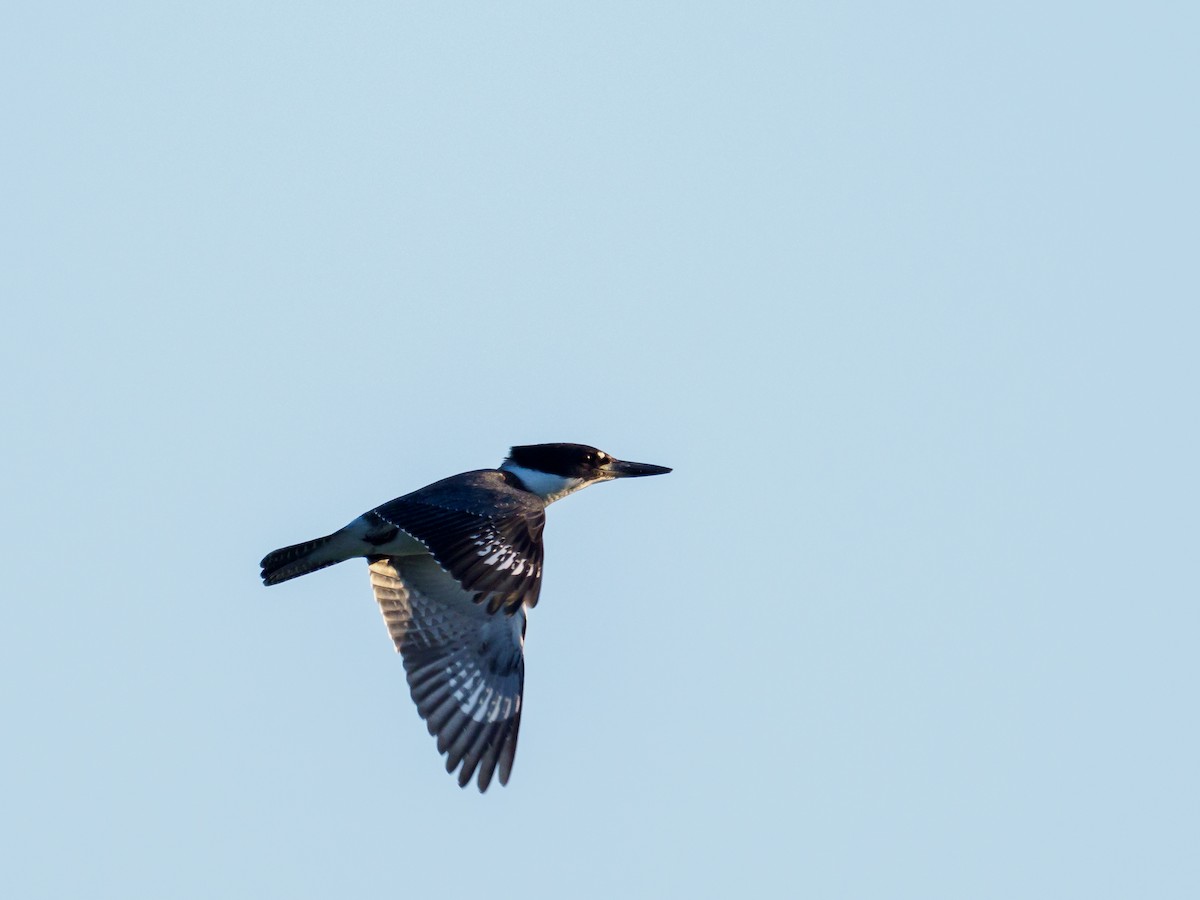 Belted Kingfisher - Darrell Lawson