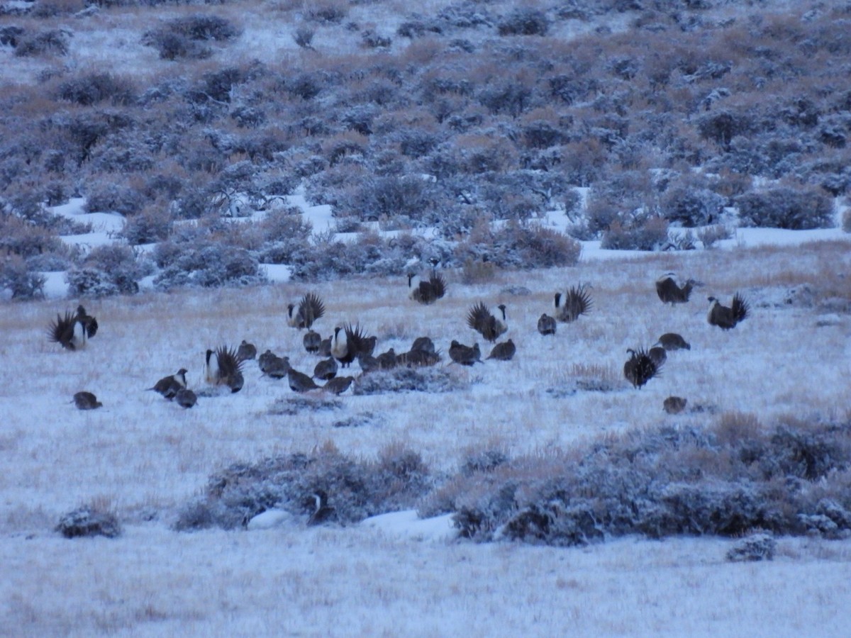 Greater Sage-Grouse - ML616770148