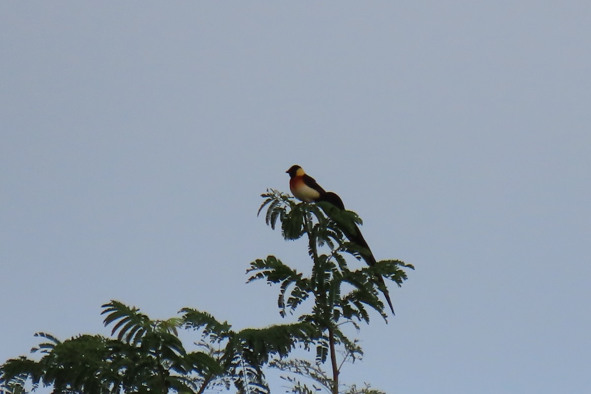 Broad-tailed Paradise-Whydah - ML616770181