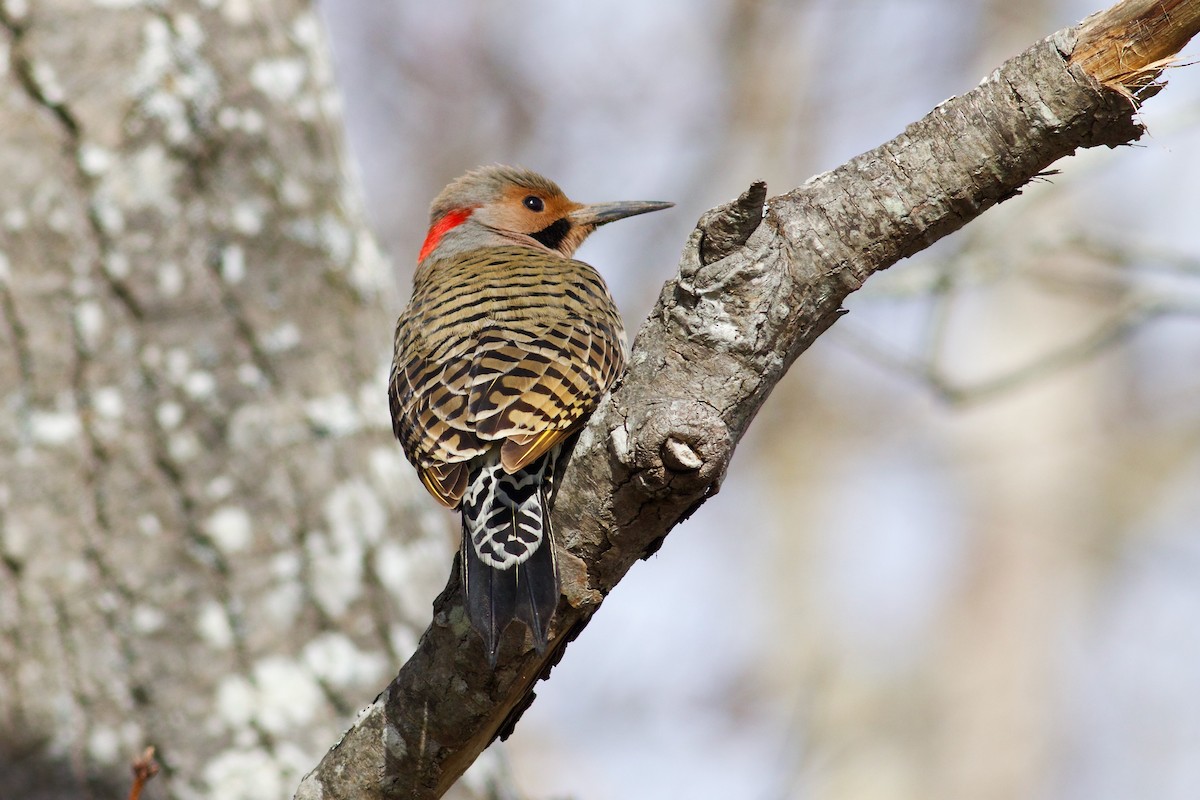 Northern Flicker (Yellow-shafted) - ML616770194