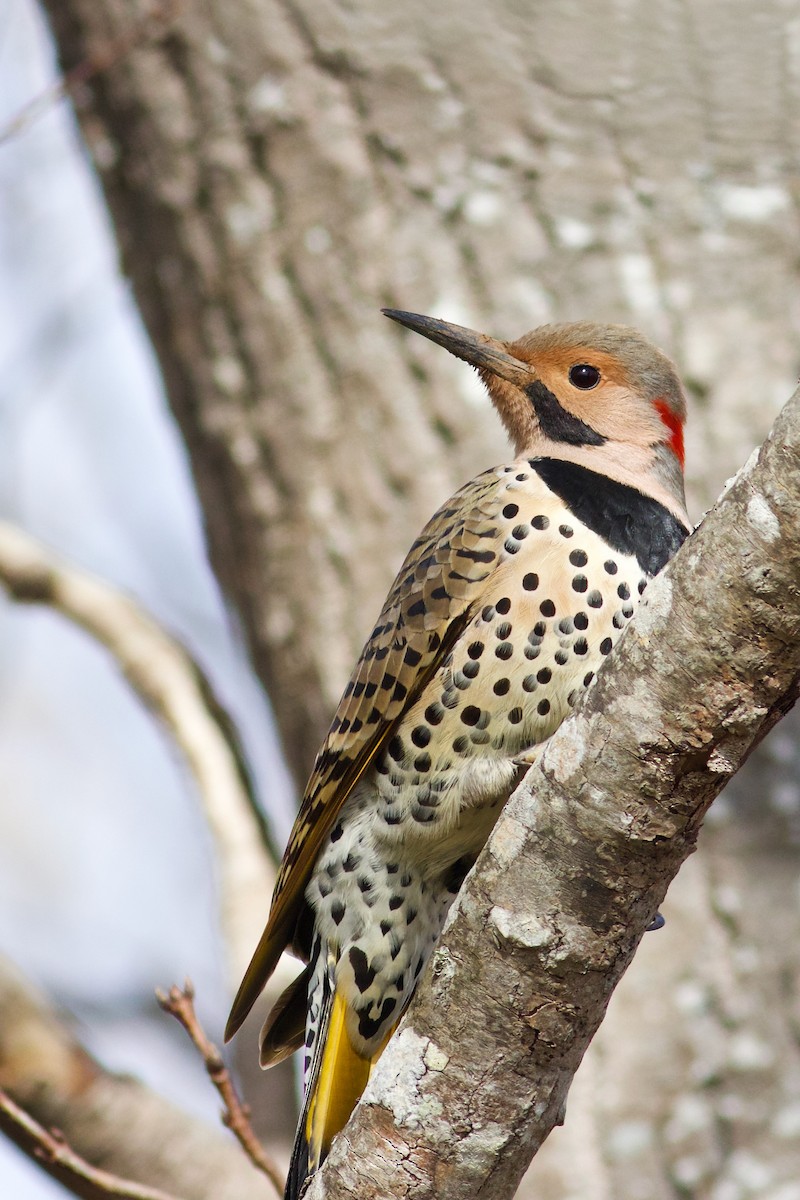 Northern Flicker (Yellow-shafted) - ML616770199