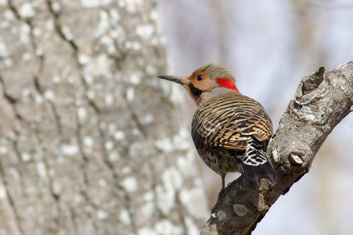 Northern Flicker (Yellow-shafted) - ML616770202