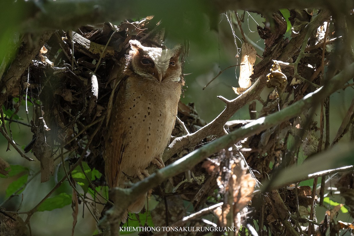 White-fronted Scops-Owl - ML616770226