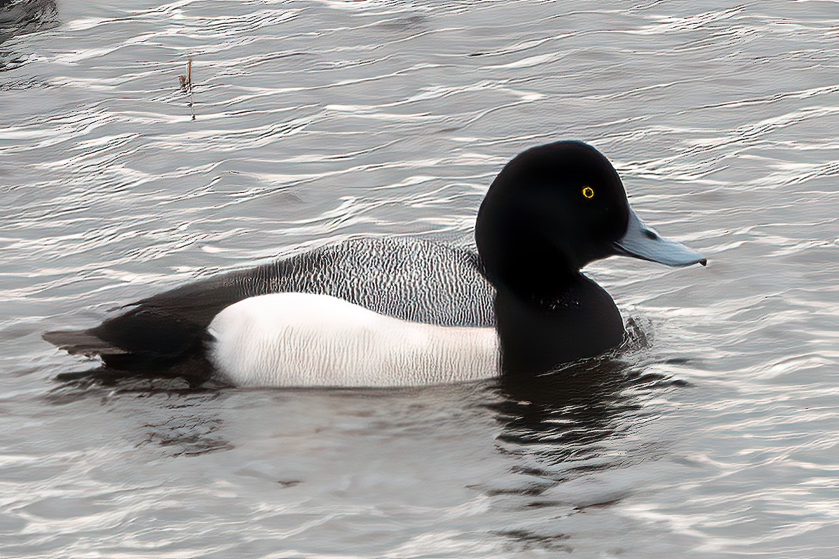 Greater Scaup - ML616770263