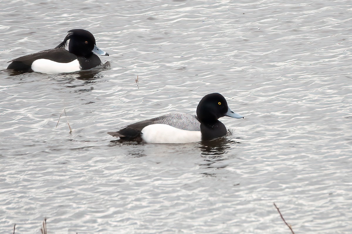 Greater Scaup - ML616770278
