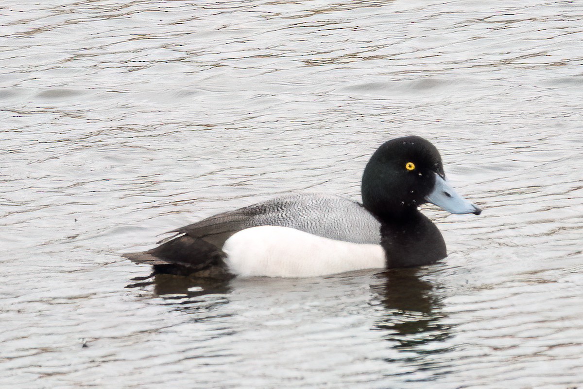 Greater Scaup - ML616770289