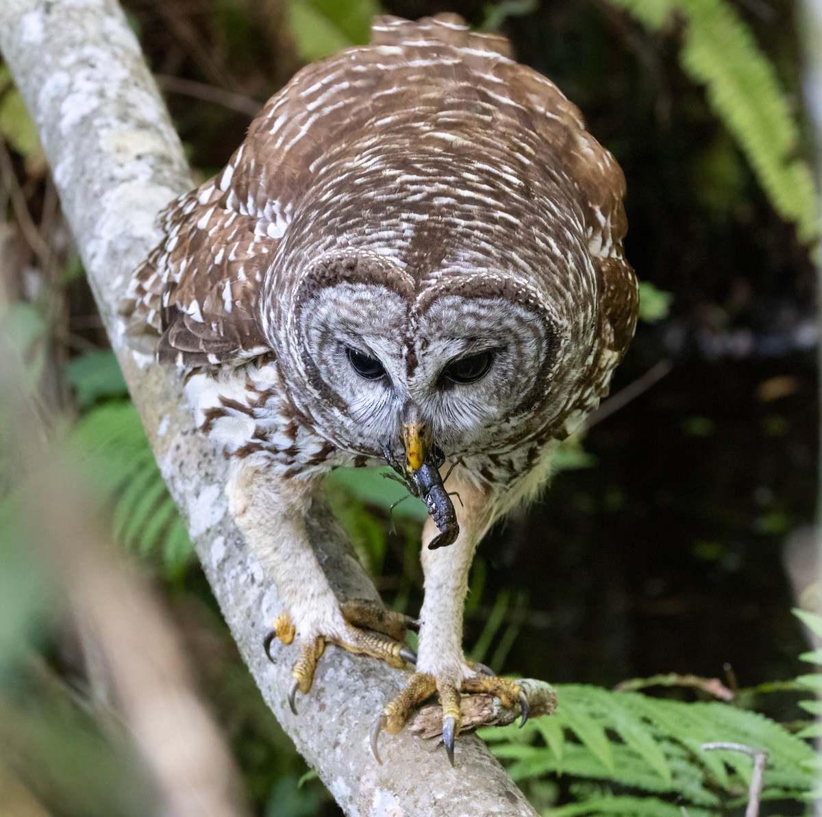 Barred Owl - ML616770395