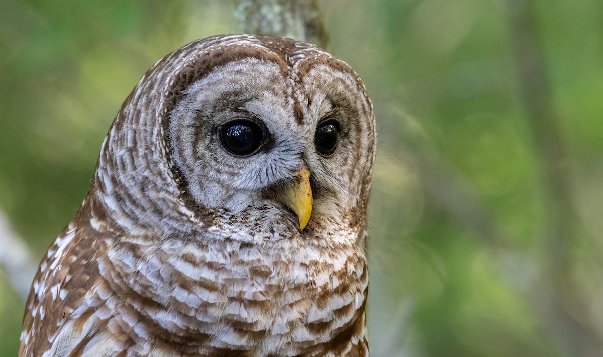 Barred Owl - ML616770396