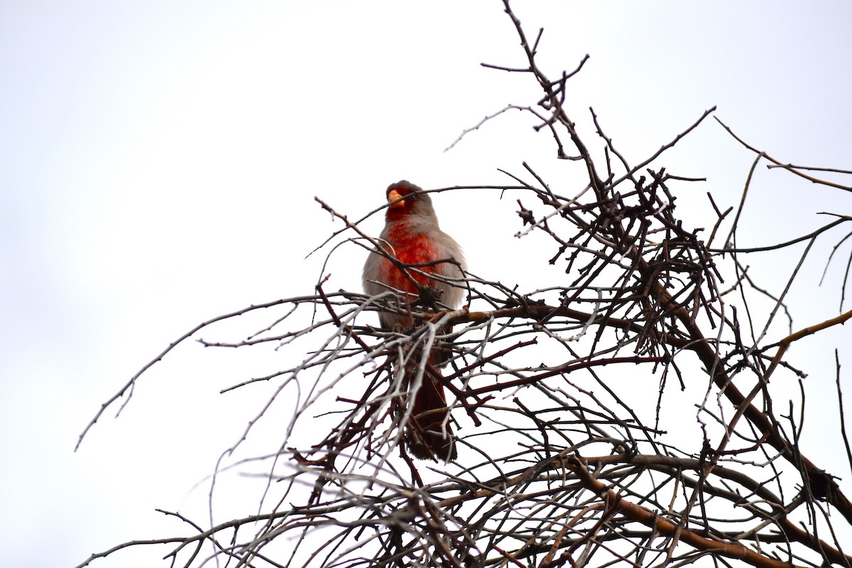 eBird Checklist - 1 Apr 2024 - PRIVATE HOME, TUCSON - 3 species