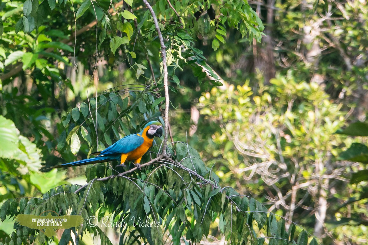 Blue-and-yellow Macaw - ML616770457