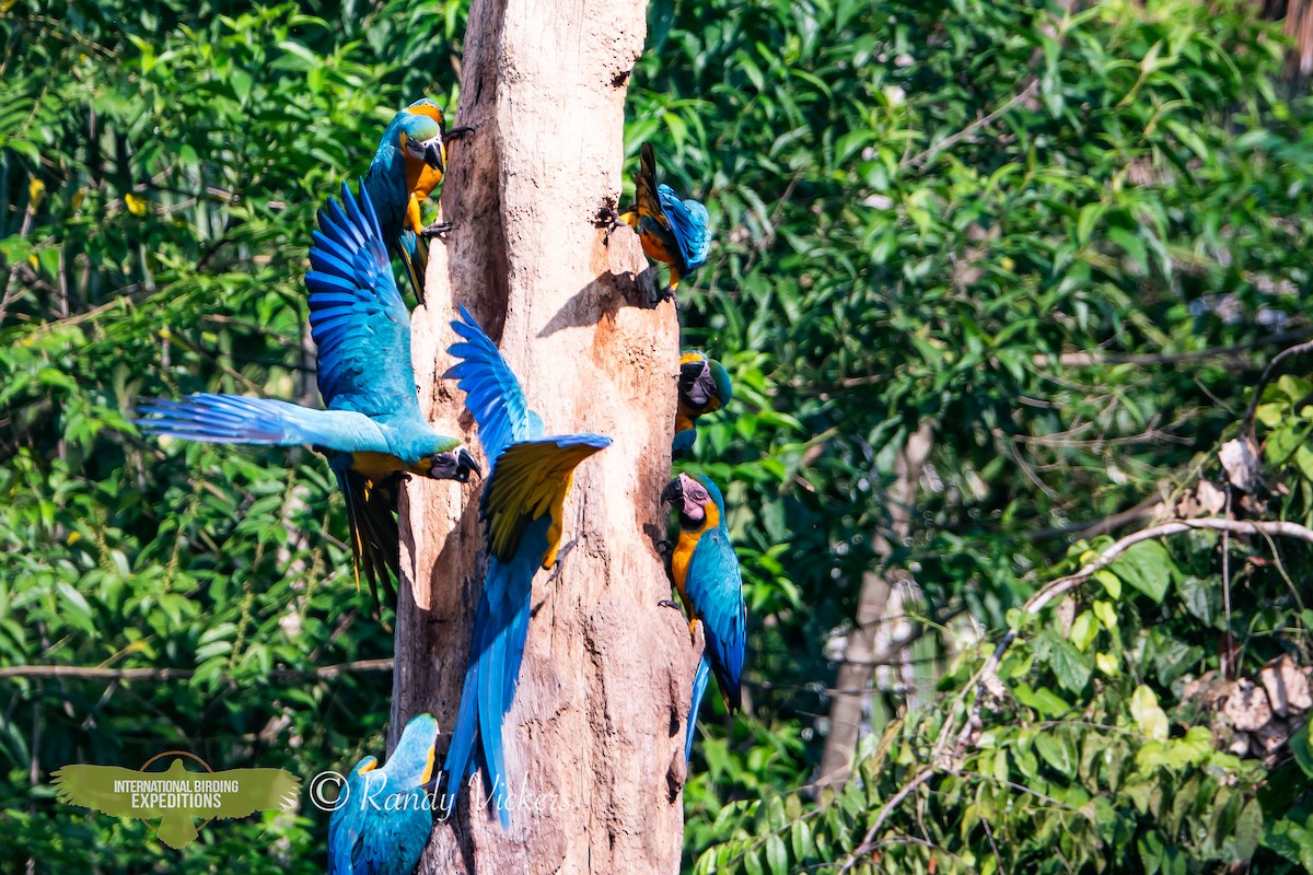 Blue-and-yellow Macaw - Randy Vickers