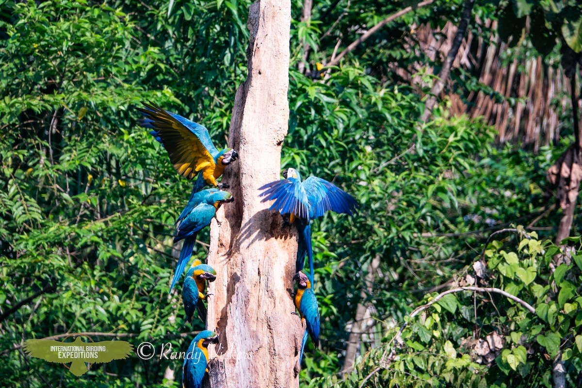 Blue-and-yellow Macaw - ML616770464