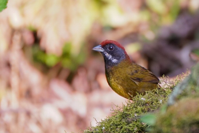 Sooty-faced Finch - ML616770480