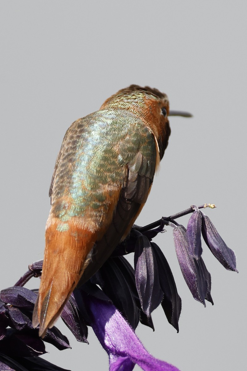 Allen's Hummingbird - ML616770484