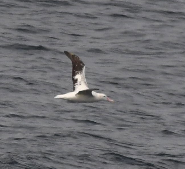 Snowy Albatross - ML616770530