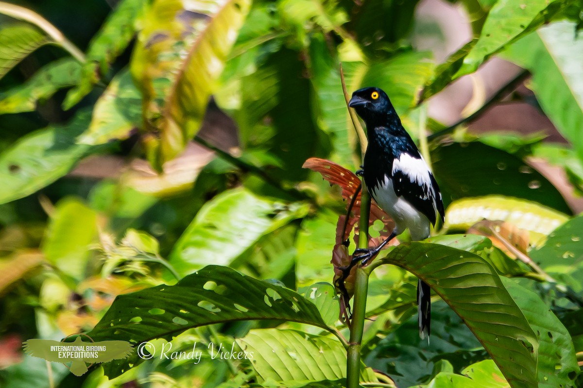 Magpie Tanager - ML616770548