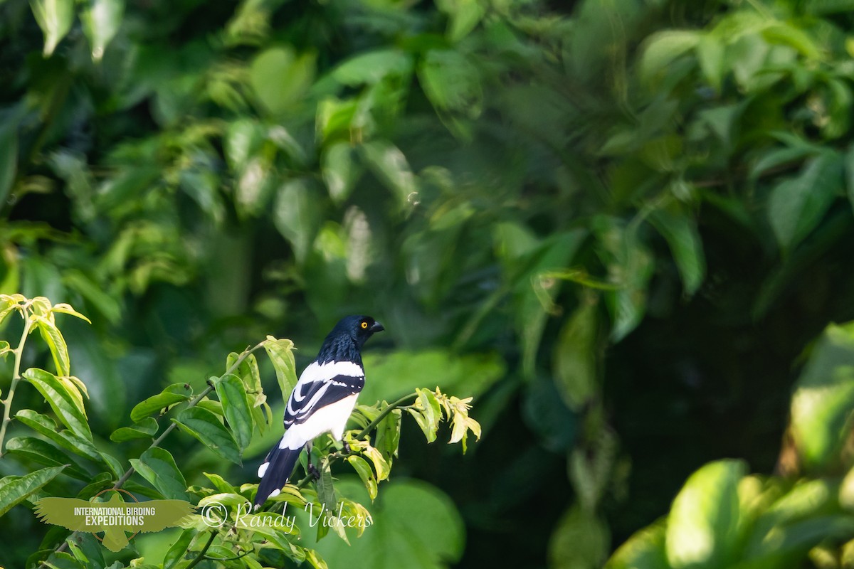 Magpie Tanager - ML616770551