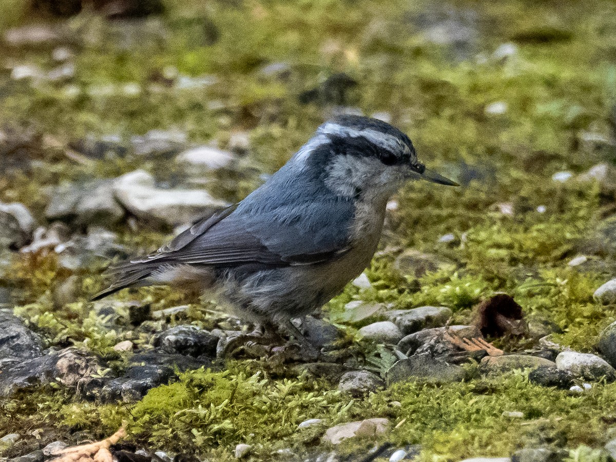 Red-breasted Nuthatch - Darrell Lawson