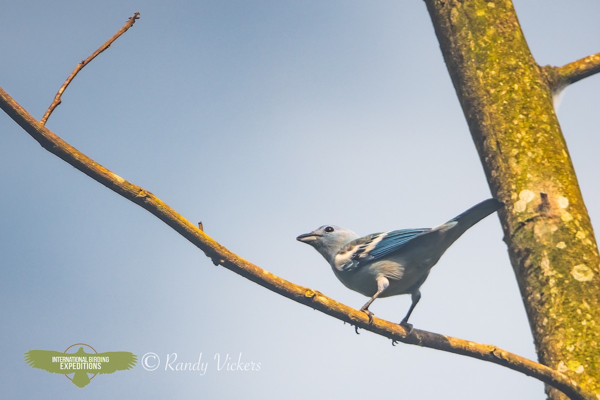 Blue-gray Tanager (White-edged) - Randy Vickers