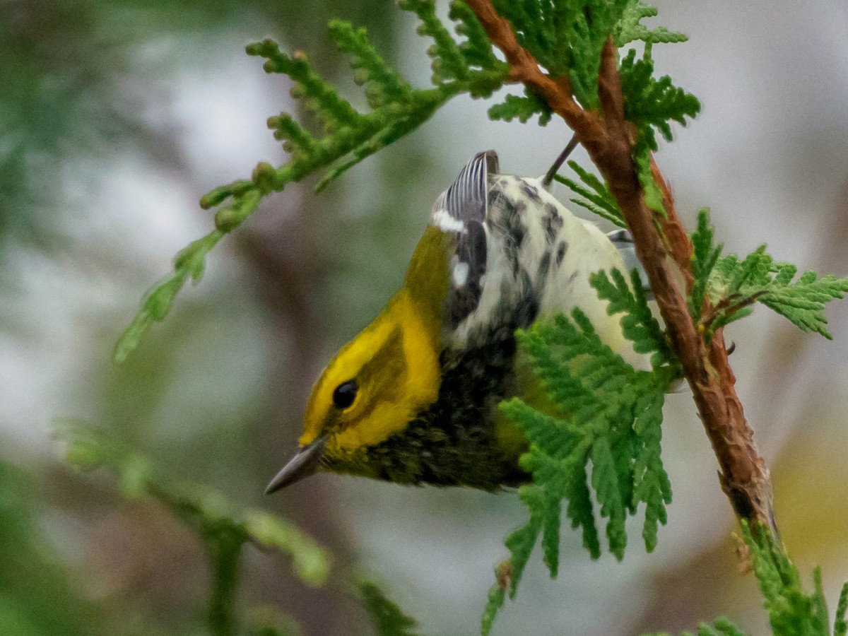 Black-throated Green Warbler - Darrell Lawson