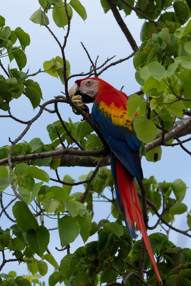 Scarlet Macaw - ML616770617