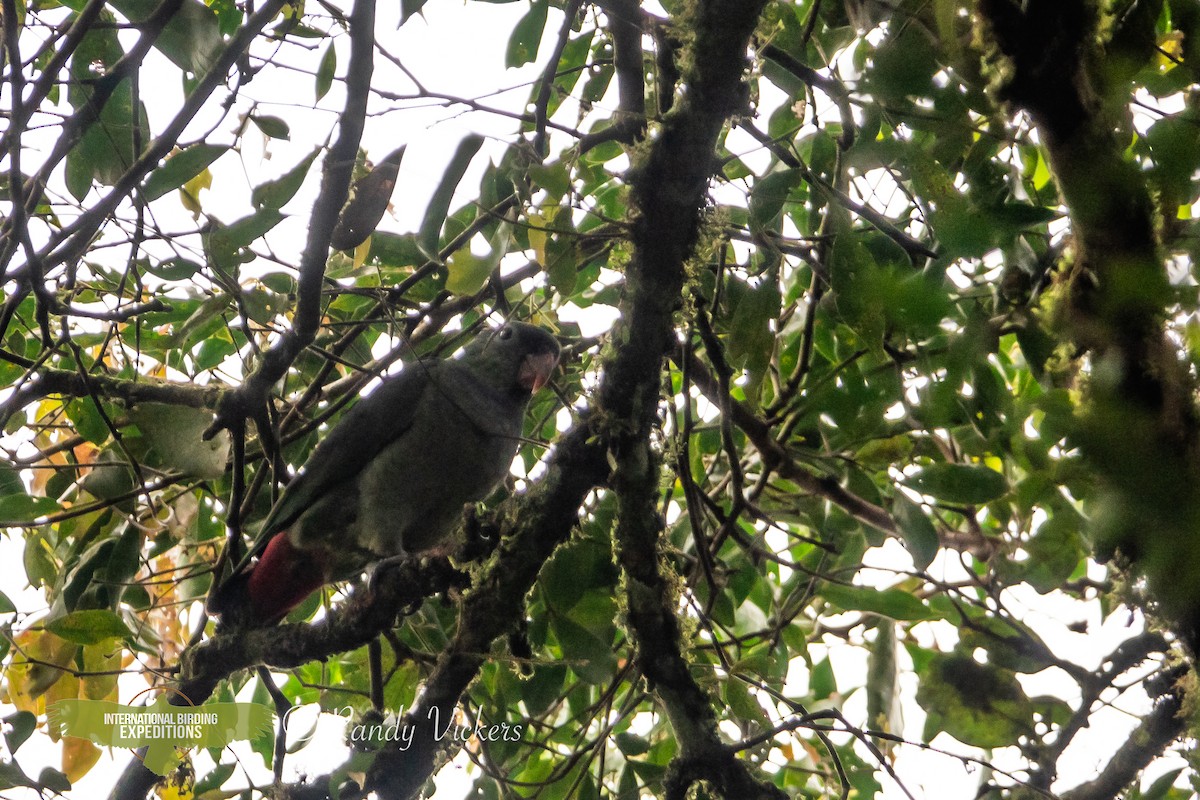 Red-billed Parrot - ML616770658