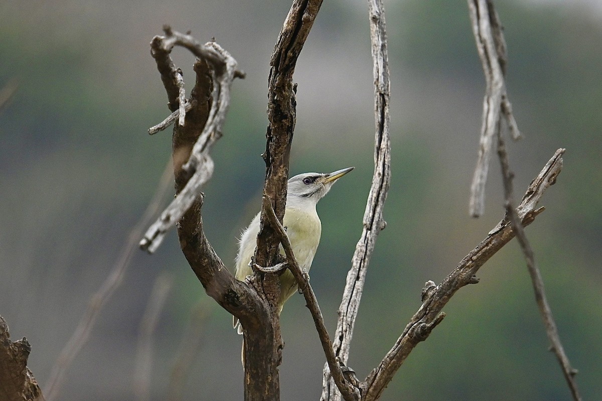 Gray-headed Woodpecker - ML616770726