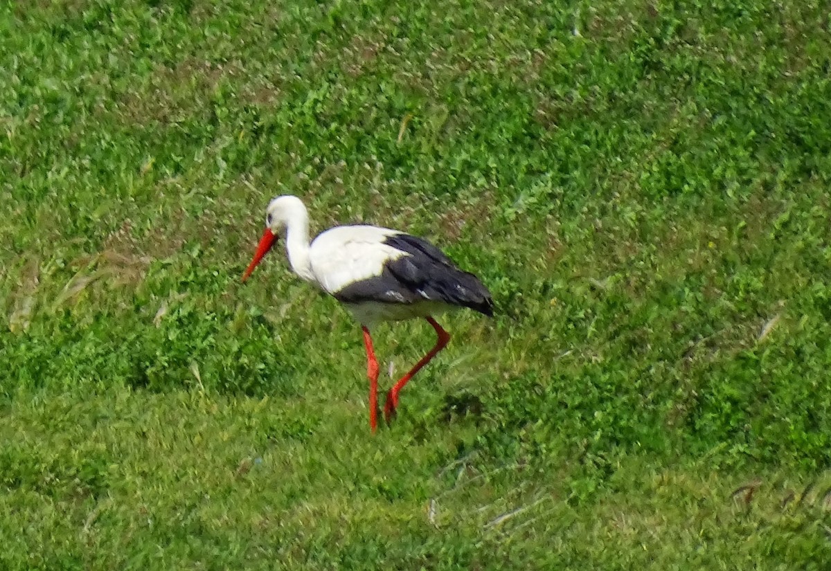 White Stork - ML616770868
