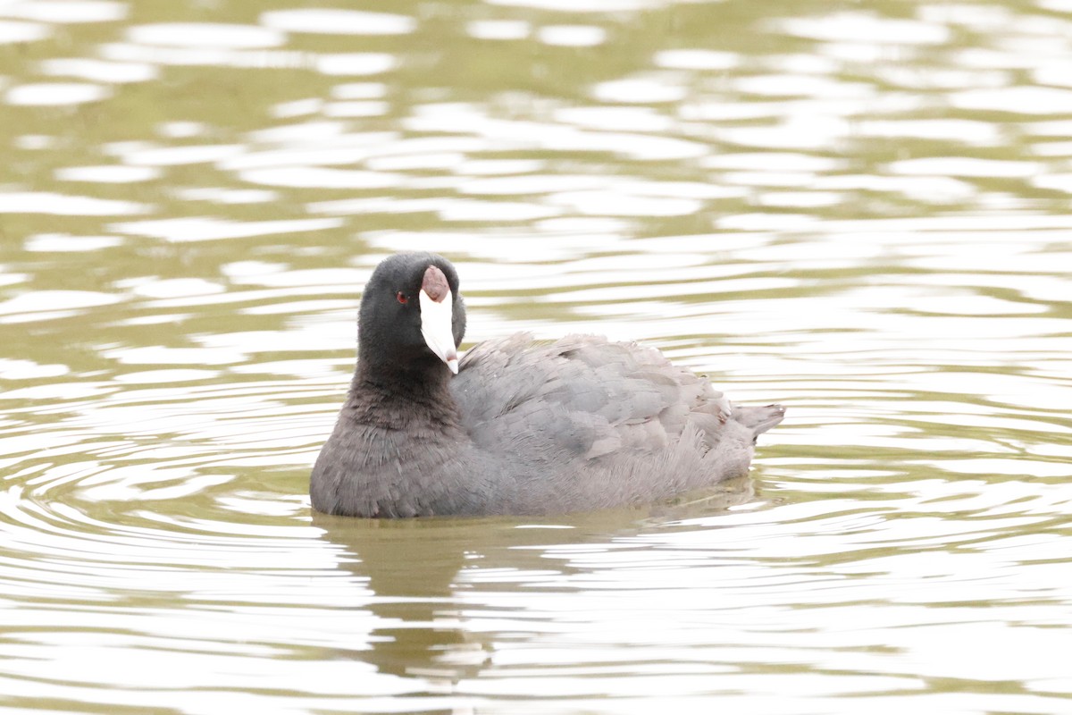 American Coot (Red-shielded) - ML616770969
