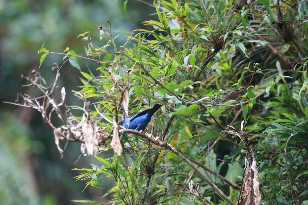 Blue-and-black Tanager (Blue-and-black) - ML616770996