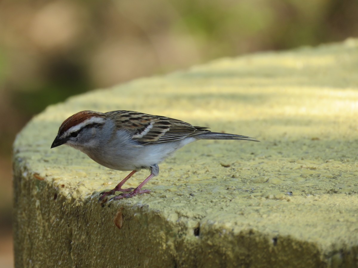 Chipping Sparrow - ML616771003