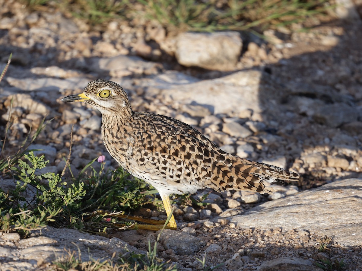 Spotted Thick-knee - ML616771088