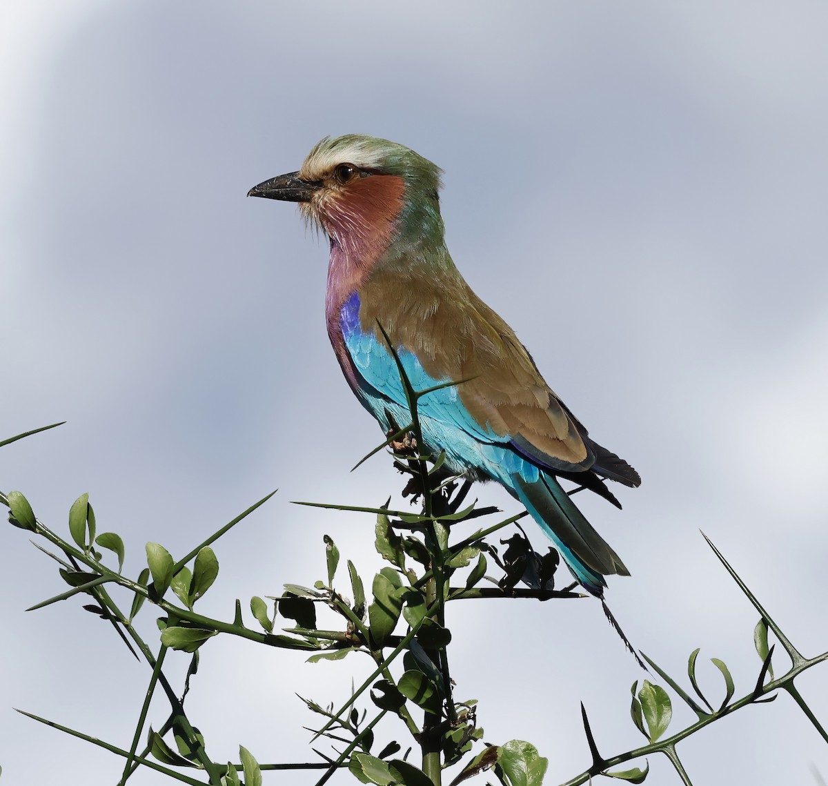 Lilac-breasted Roller - ML616771091