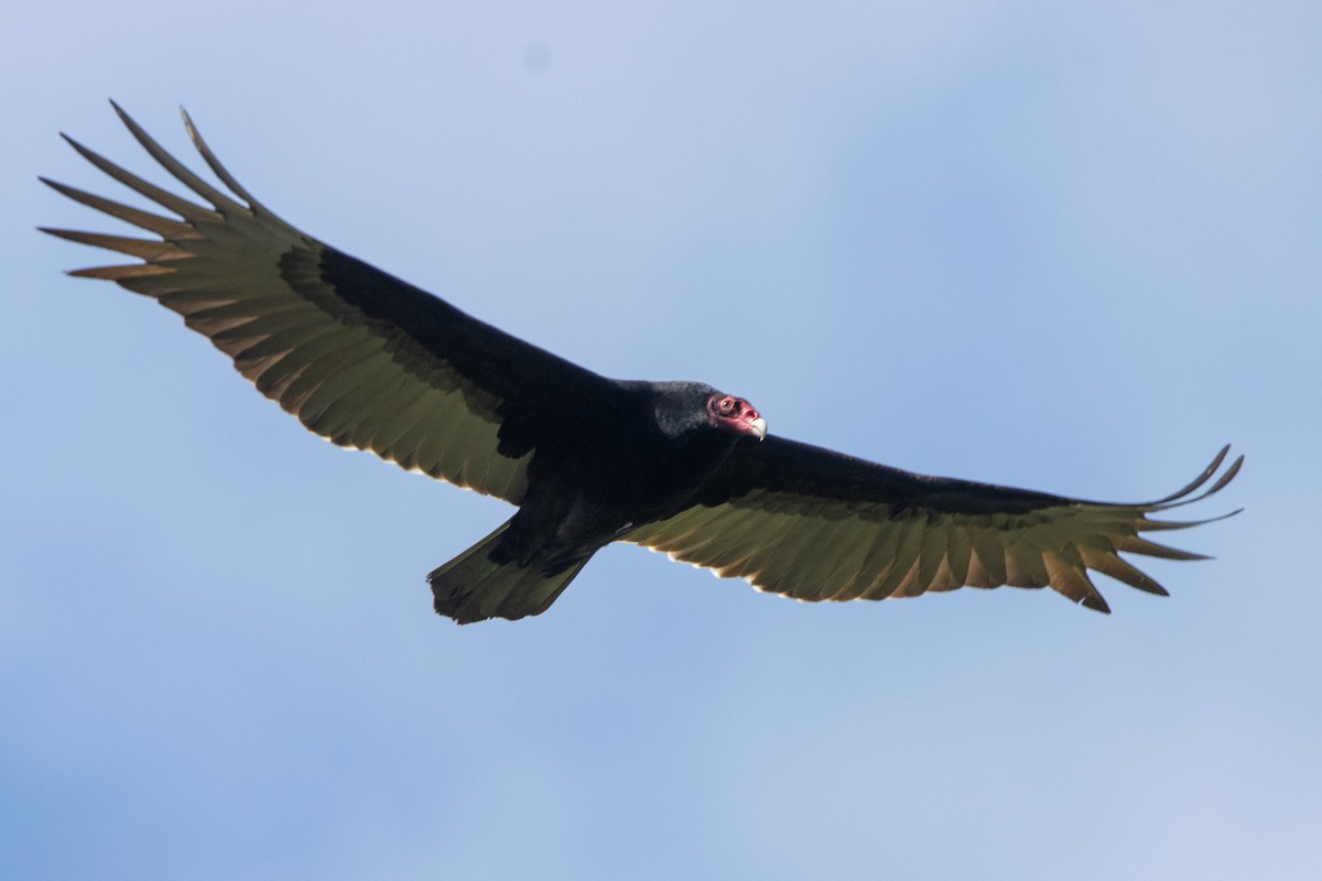 Turkey Vulture - ML616771125