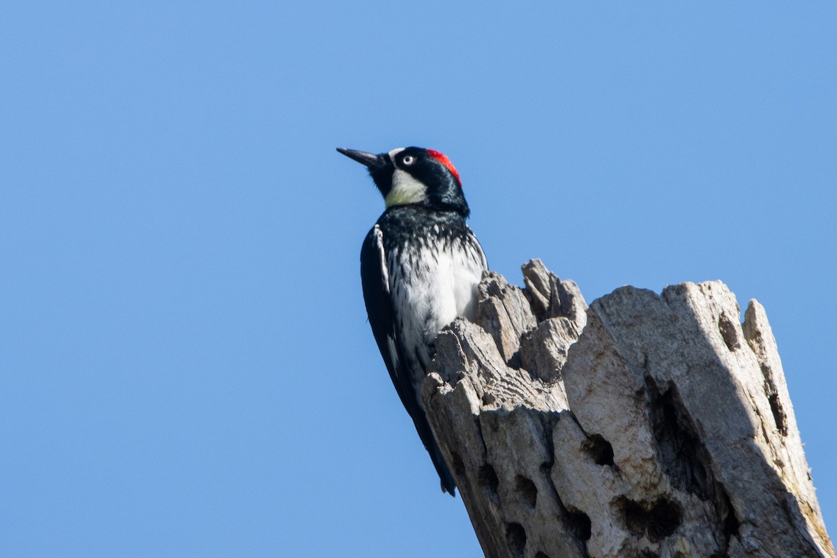 Acorn Woodpecker - ML616771156
