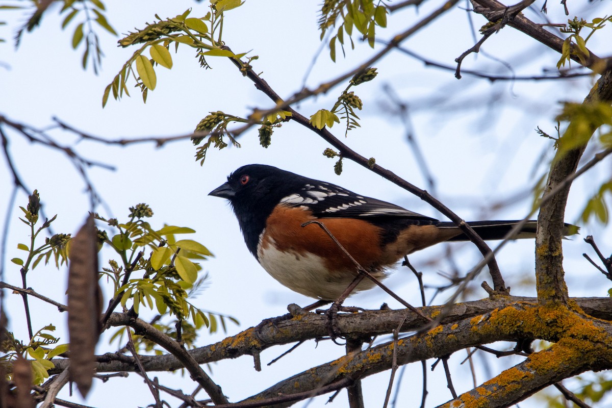 Spotted Towhee - ML616771215