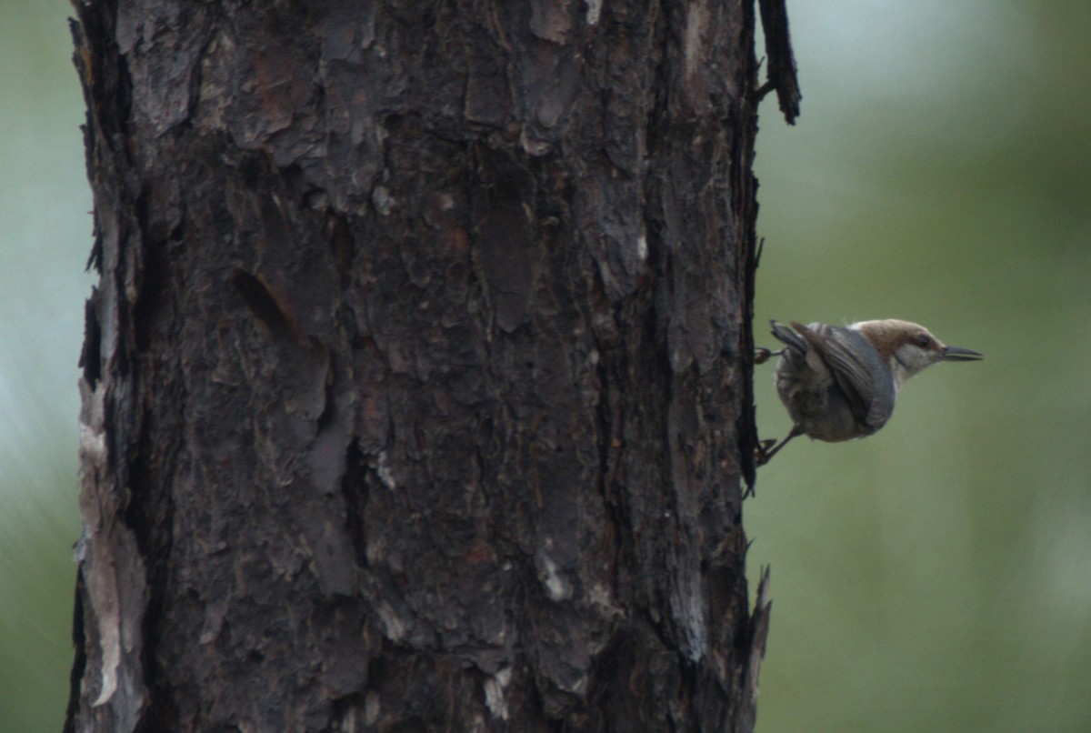 Brown-headed Nuthatch - ML616771257