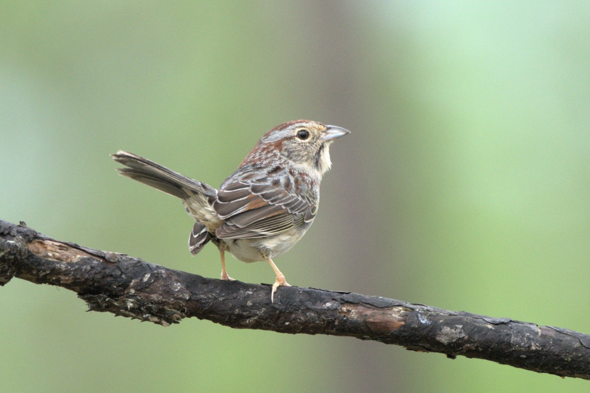 Bachman's Sparrow - josh Ketry