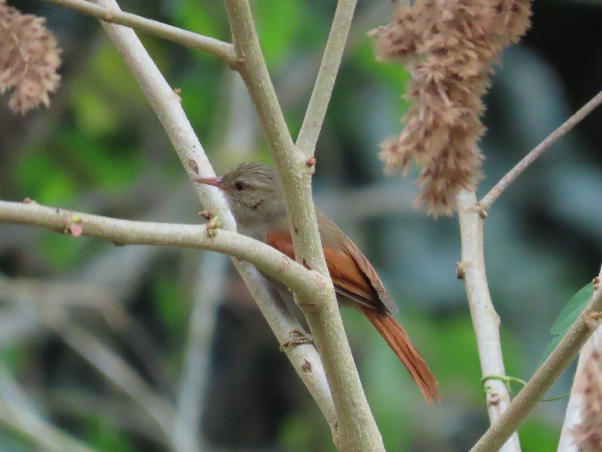 Crested Spinetail - ML616771300