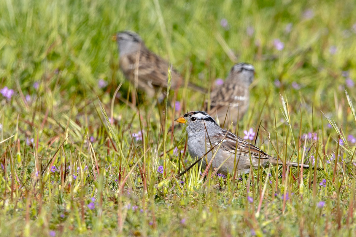 White-crowned Sparrow (Gambel's) - ML616771338
