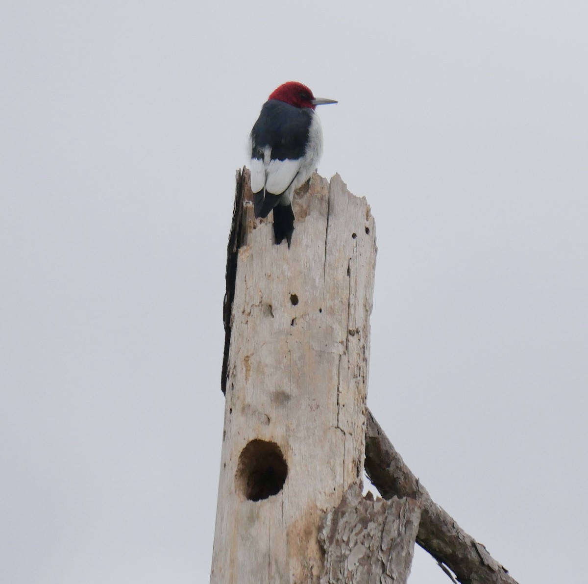 Red-headed Woodpecker - ML616771394