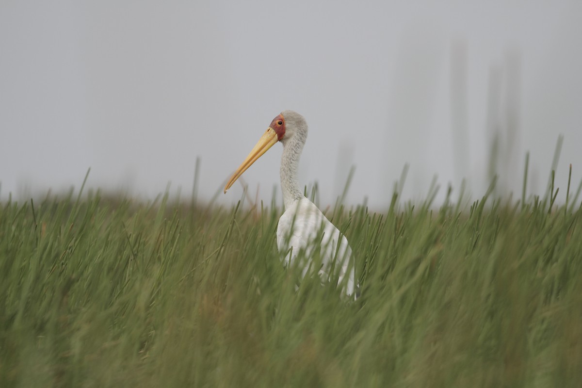 Yellow-billed Stork - ML616771646