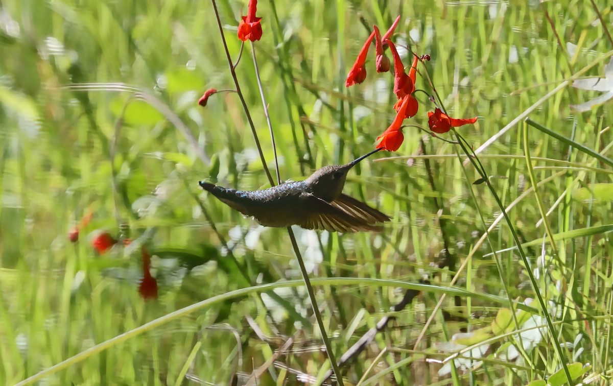 Anna's Hummingbird - ML616771852
