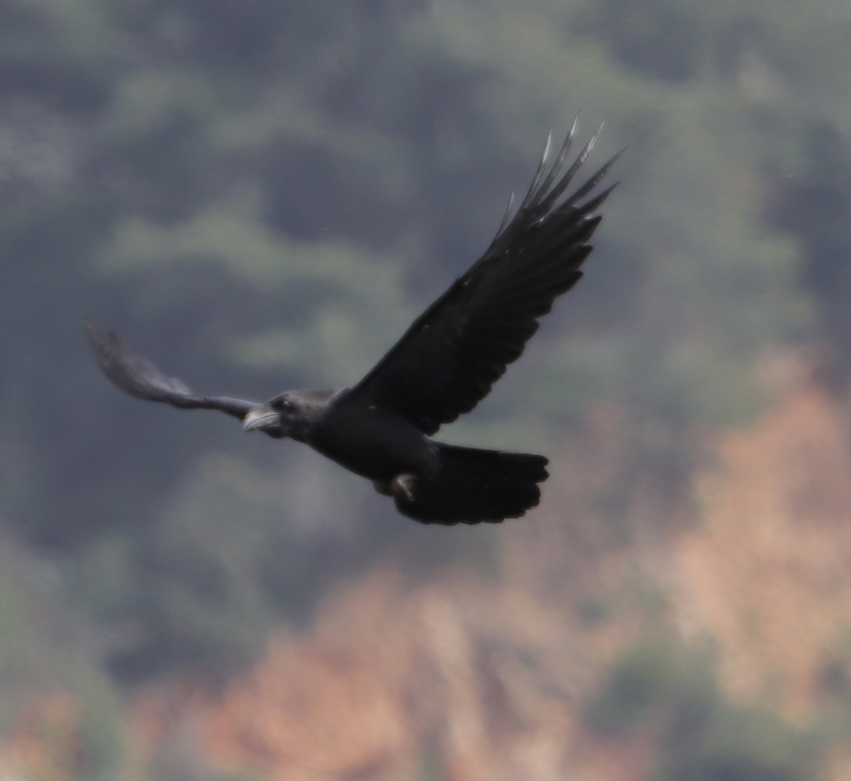 Common Raven - ML616771940